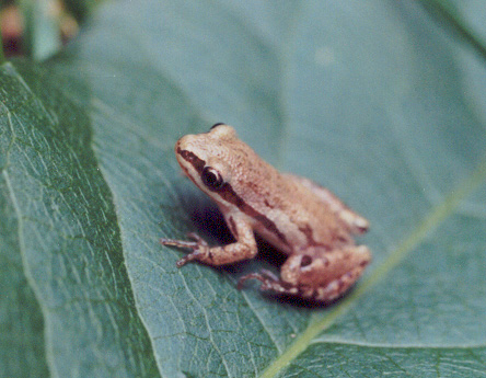 Western Chorus Frog